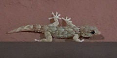 Tarentola angustimentalis