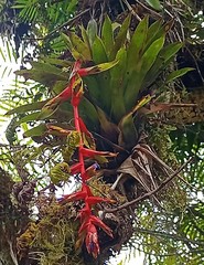 Tillandsia excelsa