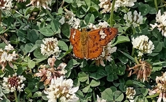 Pseudocoladenia dan fatih