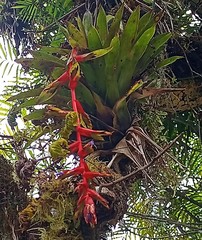 Tillandsia excelsa