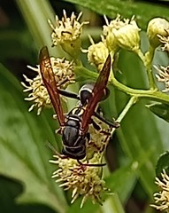 Polistes pacificus