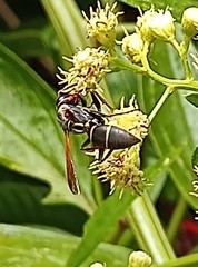 Polistes pacificus