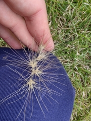 Bouteloua megapotamica