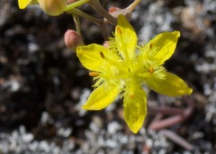 Bulbine flexuosa