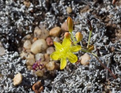 Bulbine flexuosa