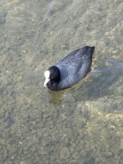 Fulica atra