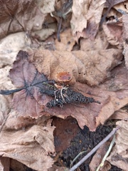 Ciboria coryli