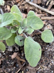 Salvia officinalis