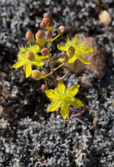 Bulbine flexuosa
