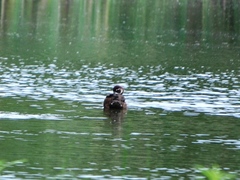 Netta erythrophthalma