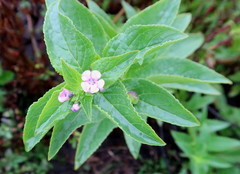 Teedia lucida