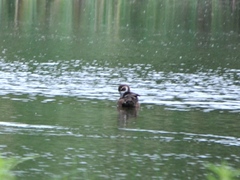 Netta erythrophthalma