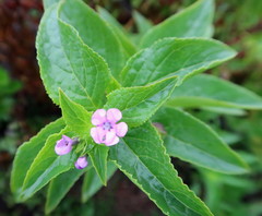 Teedia lucida