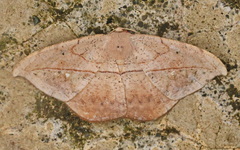 Oxydia vesulia