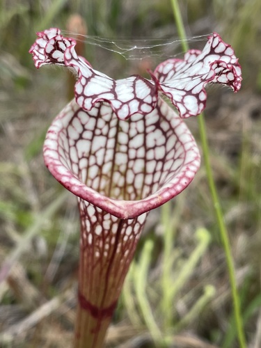 white pitcher plant