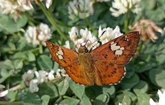 Pseudocoladenia dan fatih
