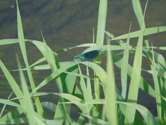 Calopteryx splendens