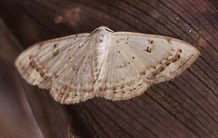 Argyrotome prospectata