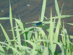 Calopteryx splendens