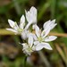 Allium trifoliatum - Photo (c) Σάββας Ζαφειρίου (Savvas Zafeiriou), alguns direitos reservados (CC BY-NC), uploaded by Σάββας Ζαφειρίου (Savvas Zafeiriou)