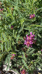 Astragalus monspessulanus monspessulanus