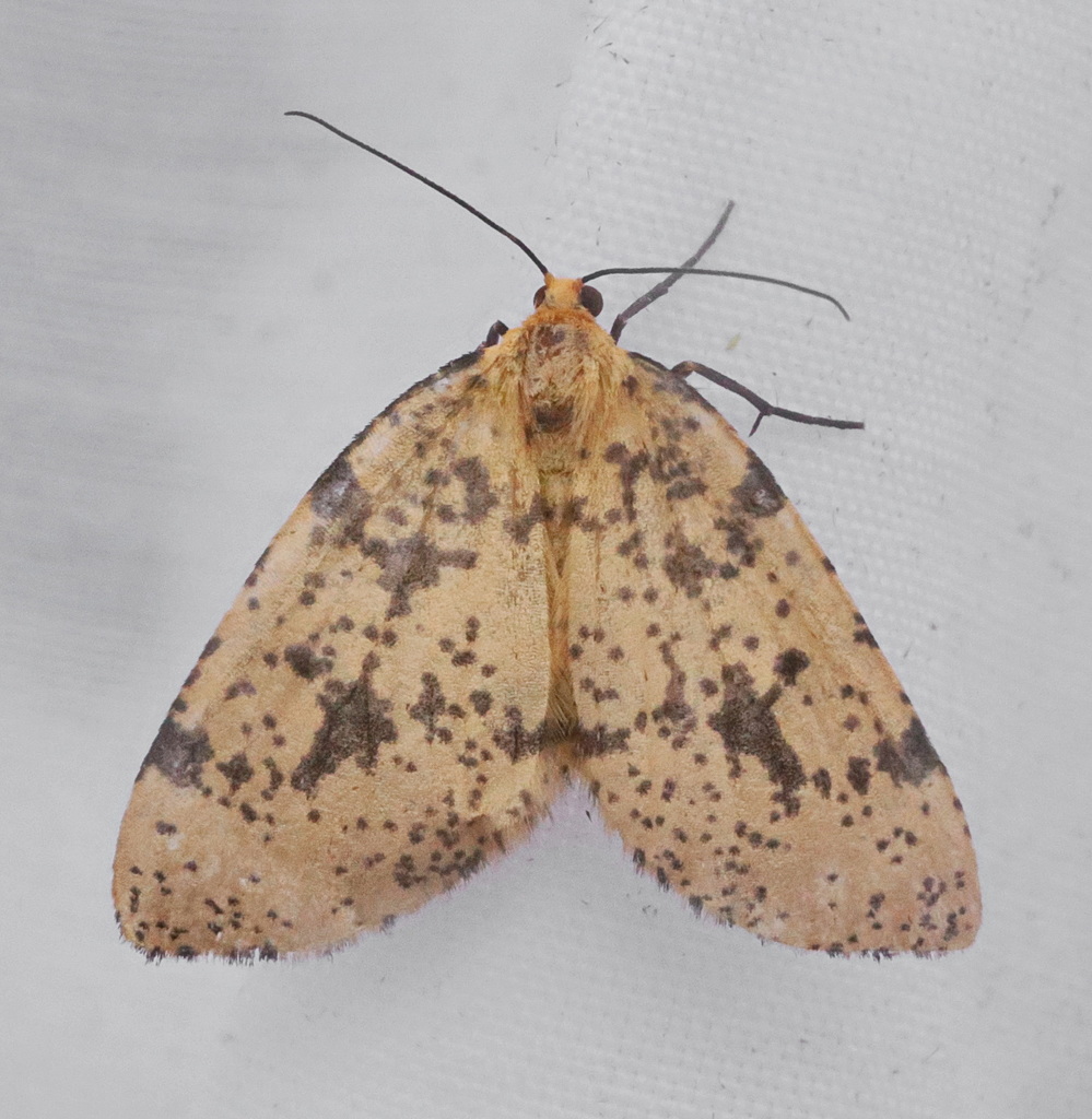 Nephodia xanthosoma