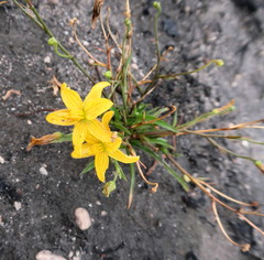 Cyanella lutea lutea