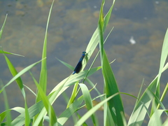 Calopteryx splendens