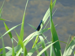 Calopteryx splendens