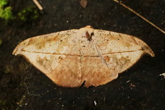 Oxydia platypterata