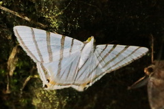 Opisthoxia metargyria