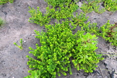 Aspalathus alopecurus