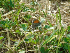 Coenonympha pamphilus