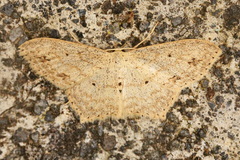 Scopula phyxelis