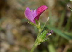 Onobrychis aequidentata