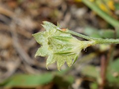 Onobrychis aequidentata