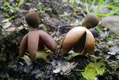 Geastrum fornicatum