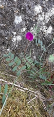 Vicia sativa