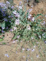 Moricandia arvensis