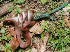 Pseudoboa neuwiedii