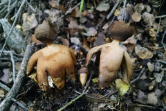Geastrum fornicatum