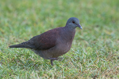 Nesoenas picturatus