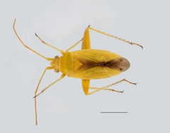 Eurycolpus enslini
