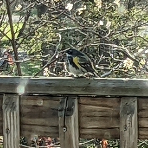Yellow-rumped Warbler photographed in West Virginia