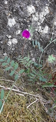 Vicia sativa
