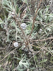 Artemisia tripartita