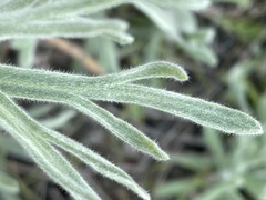 Artemisia tripartita