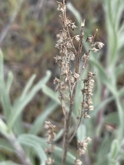 Artemisia tripartita