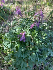 Corydalis solida