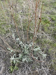 Artemisia tripartita